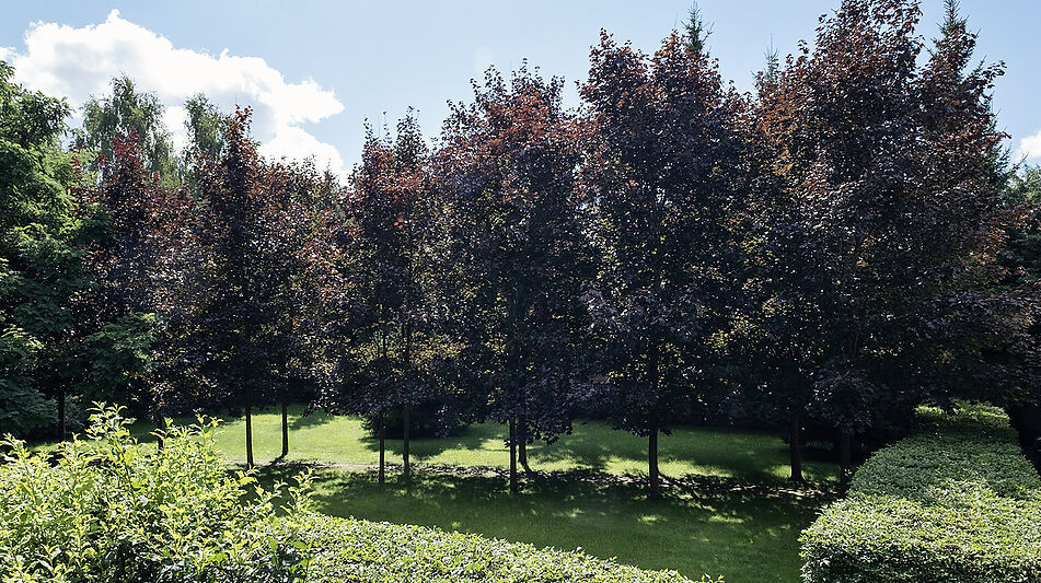 Дом у леса в КП 