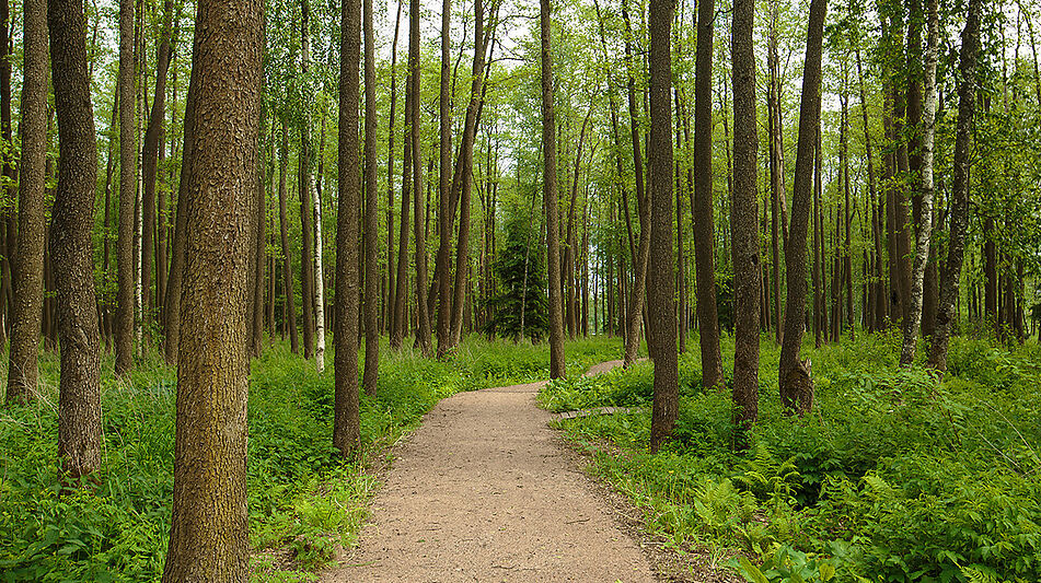 Дом у леса в КП Пестово