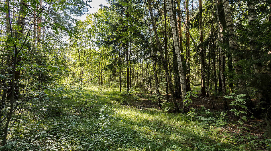 Участок в Резиденции Бенилюкс