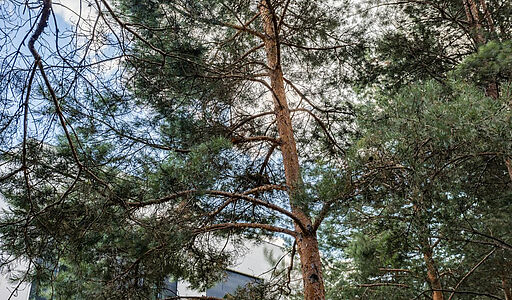 Никольский бульвар