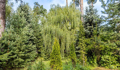 Английская классика у леса