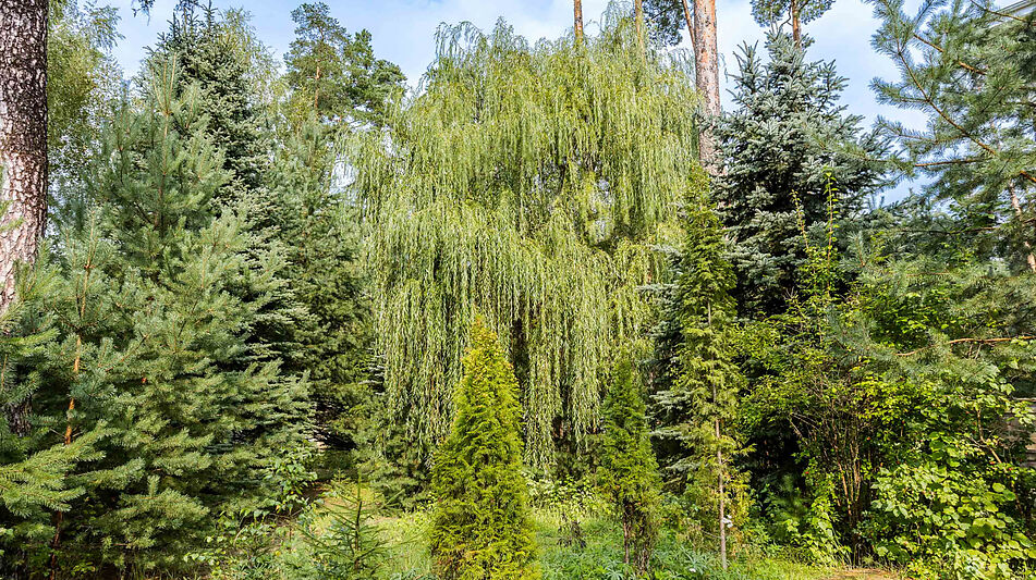 Английская классика у леса