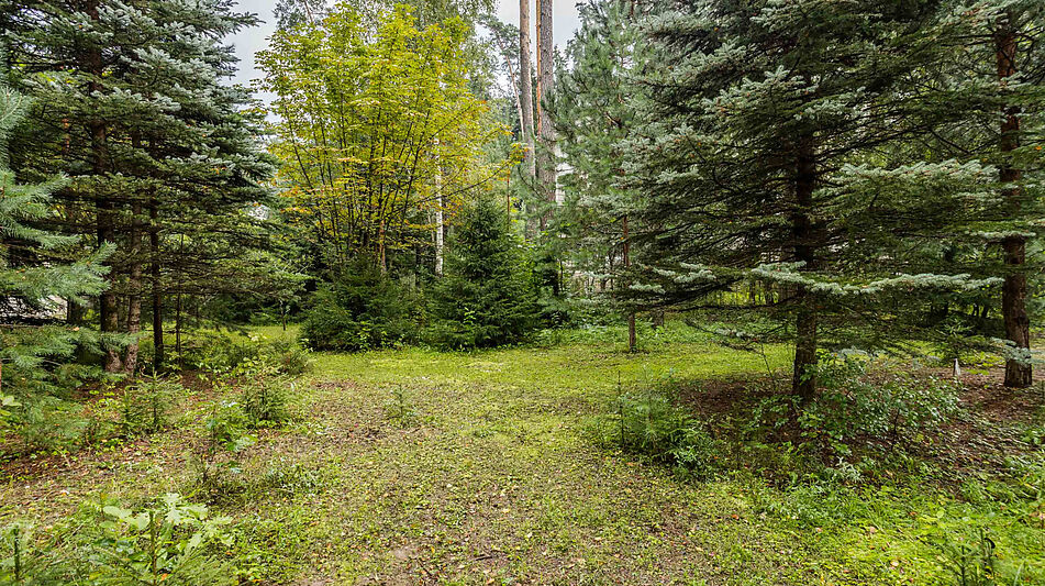 Английская классика у леса