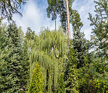 Английская классика у леса