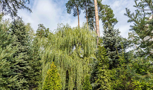 Английская классика у леса