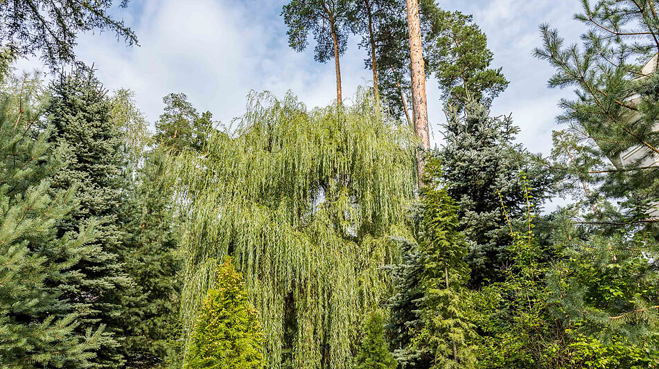 Английская классика у леса