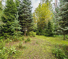 Английская классика у леса