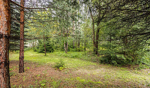 Английская классика у леса