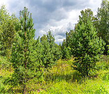 Участок в первой линии от воды