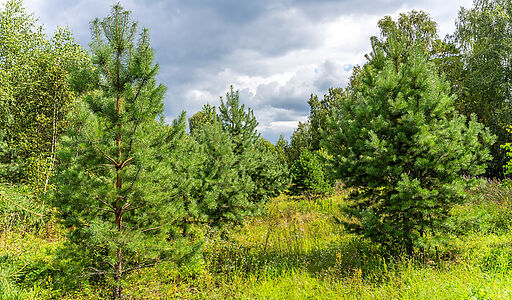 Участок в первой линии от воды