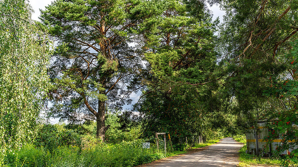Участок в первой линии от воды