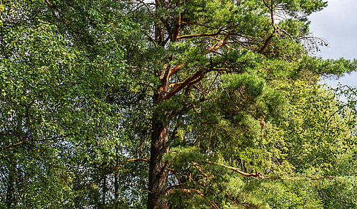 Участок в первой линии от воды
