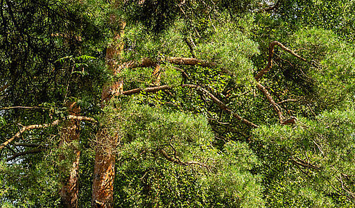 Участок в первой линии от воды