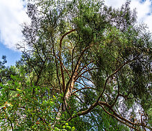 Участок в первой линии от воды