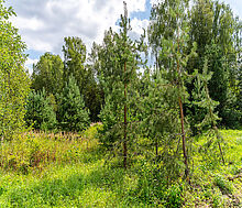 Участок в первой линии от воды