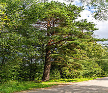 Участок в первой линии от воды