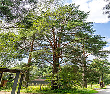 Участок в первой линии от воды