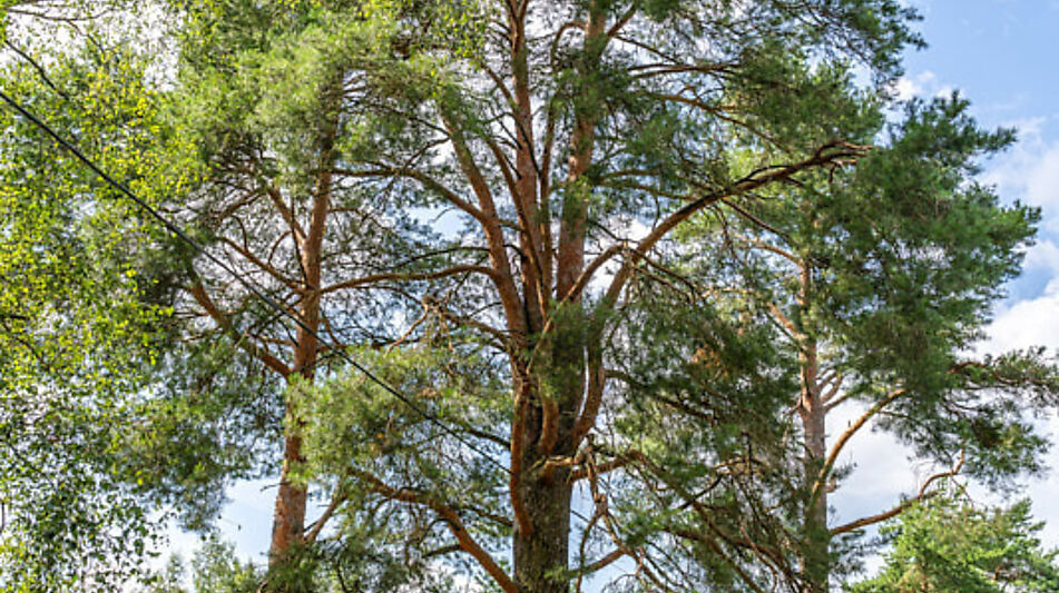 Участок в первой линии от воды