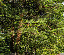 Участок в первой линии от воды