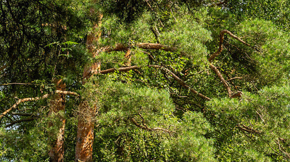 Участок в первой линии от воды