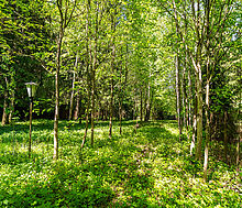 Лесной участок в Таганьково