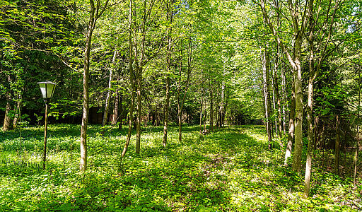 Лесной участок в Таганьково