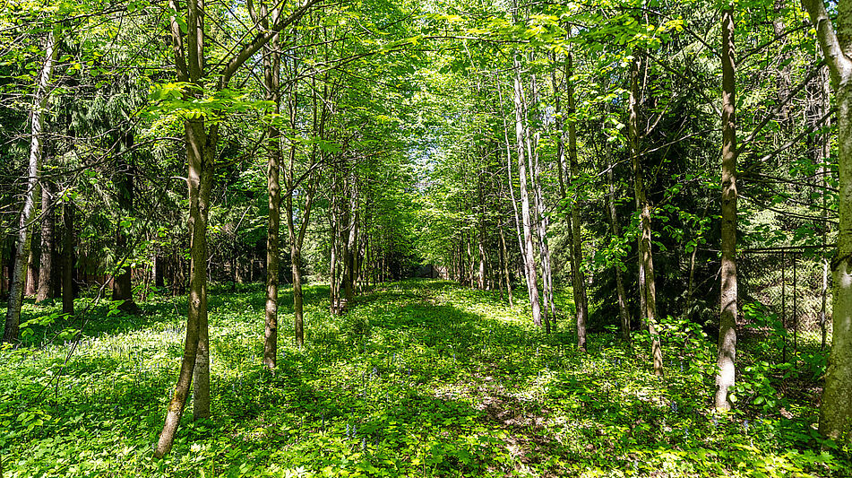 Лесной участок в Таганьково