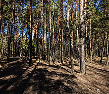 Участок в КП Новосельцево