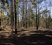 Участок в КП Новосельцево
