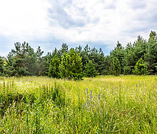 Участок в Деревне Рыбаки