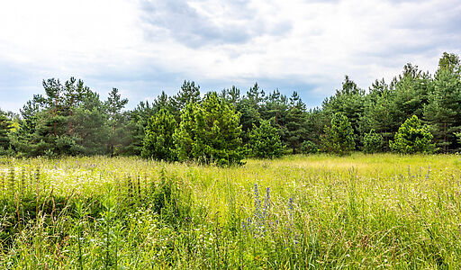 Участок в Деревне Рыбаки