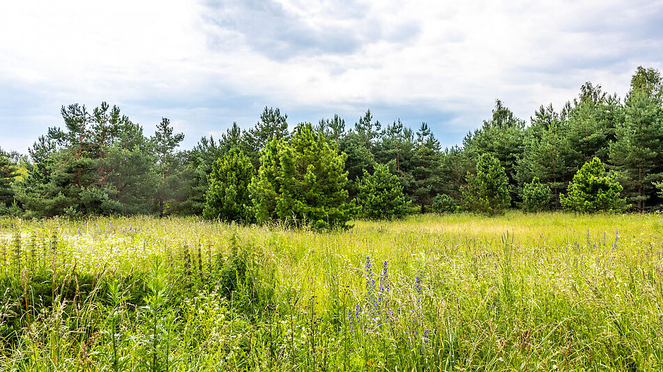 Участок в Деревне Рыбаки