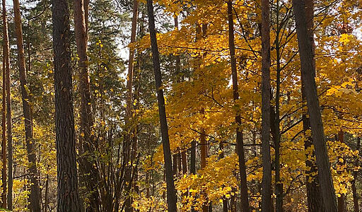 Видовой лесной участок.