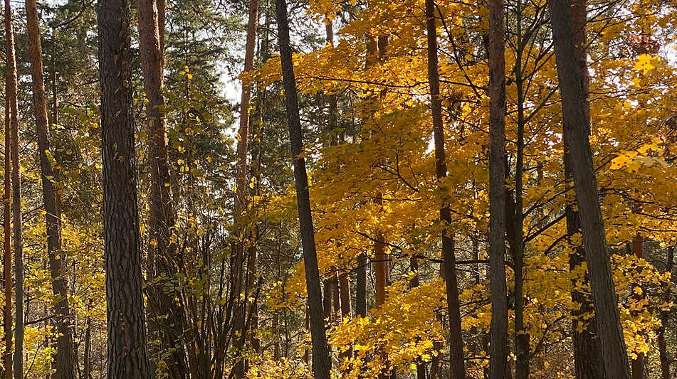 Видовой лесной участок.
