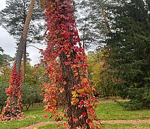 Видовой лесной участок.