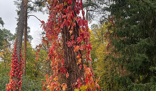 Видовой лесной участок.