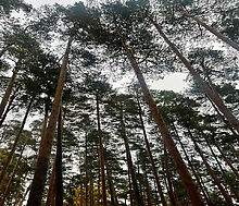 Видовой лесной участок.