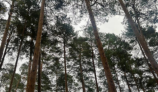 Видовой лесной участок.