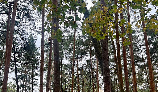 Видовой лесной участок.