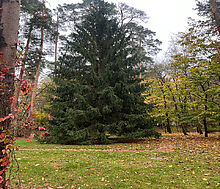 Видовой лесной участок.