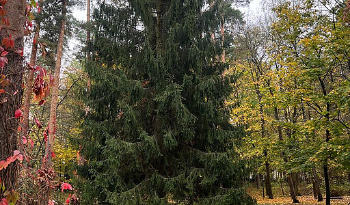 Видовой лесной участок.