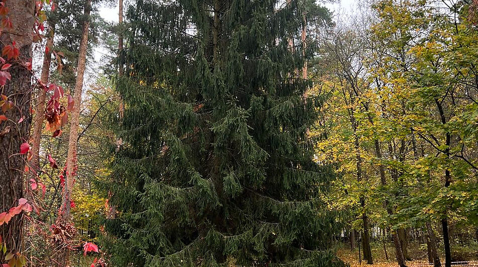 Видовой лесной участок.