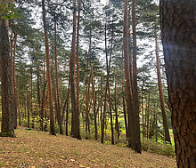 Видовой лесной участок.