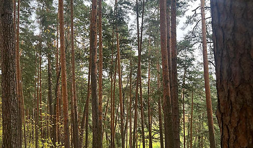 Видовой лесной участок.