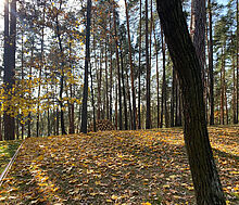 Видовой лесной участок.