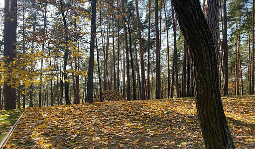 Видовой лесной участок.