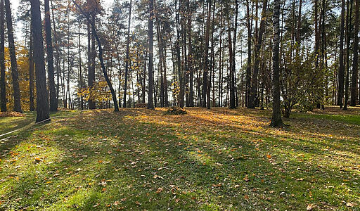 Видовой лесной участок.