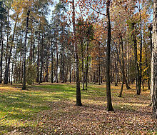 Видовой лесной участок.