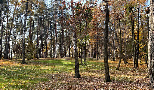 Видовой лесной участок.