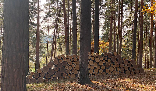 Видовой лесной участок.